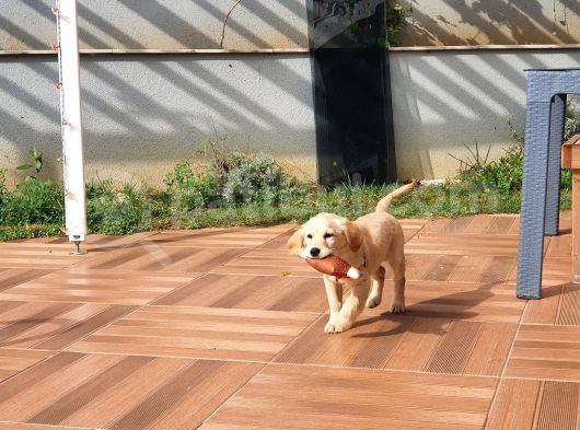 Süper Orjinal Golden Retriever Eşsiz Dişi Dost görsel