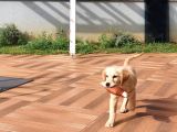 Süper Orjinal Golden Retriever Eşsiz Dişi Dost