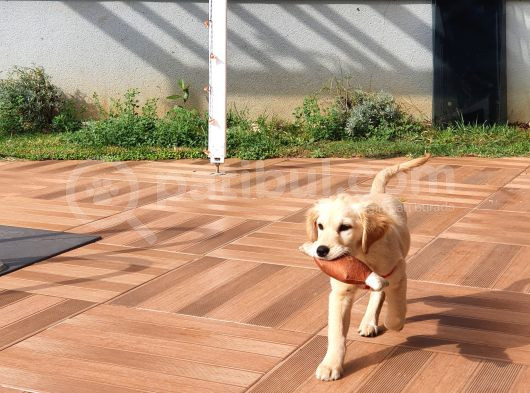 Süper Orjinal Golden Retriever Eşsiz Dişi Dost görsel