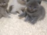 Safkan ve ırk garantili yavrularımız