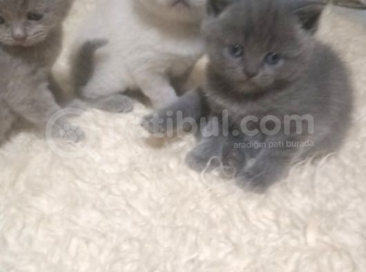 Safkan Ve Irk Garantili Yavrularımız