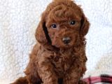 Mini Boy Puppy Kıpkırmızı Ev Üretimi Yavrularımız Tooy Poodl