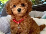 Mini boy puppy kıpkırmızı ev üretimi yavrularımız TOOY POODL