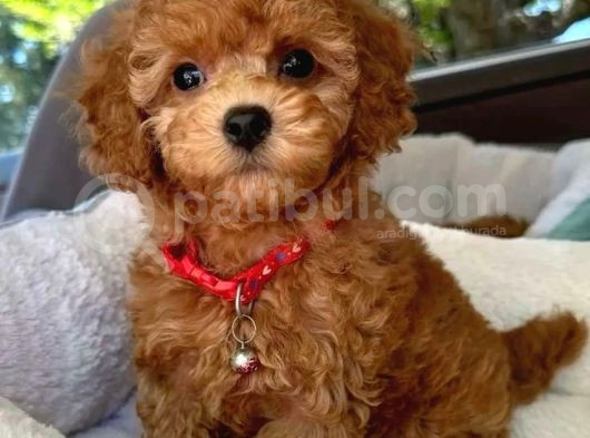 Mini Boy Puppy Kıpkırmızı Ev Üretimi Yavrularımız Tooy Poodl