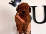 En Akıllı Apartman Köpeği Secereli Toy Poodle