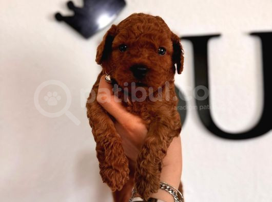 En Akıllı Apartman Köpeği Secereli Toy Poodle görsel