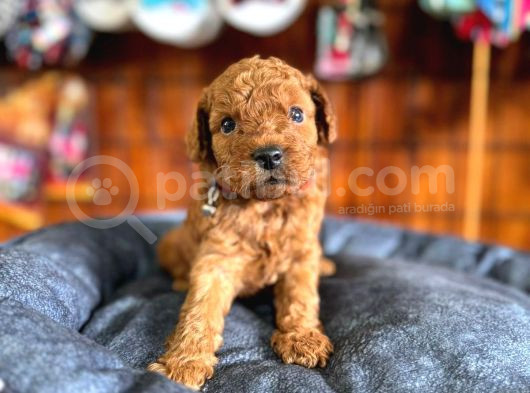 En Akıllı Apartman Köpeği Secereli Toy Poodle görsel