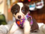 Tüm Renkleriyle Secereli Border Collie Yavrularımız