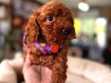 En Akıllı Apartman Köpeği Secereli Toy Poodle