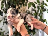 Tüm Renkleriyle Secereli Border Collie Yavrularımız