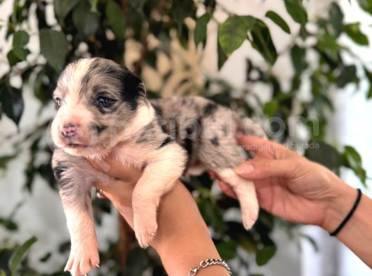 Tüm Renkleriyle Secereli Border Collie Yavrularımız görsel
