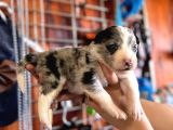 Tüm Renkleriyle Secereli Border Collie Yavrularımız