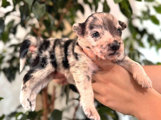 Tüm Renkleriyle Secereli Border Collie Yavrularımız görsel