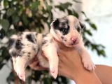 Tüm Renkleriyle Secereli Border Collie Yavrularımız