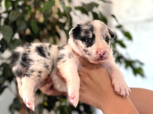 Tüm Renkleriyle Secereli Border Collie Yavrularımız görsel