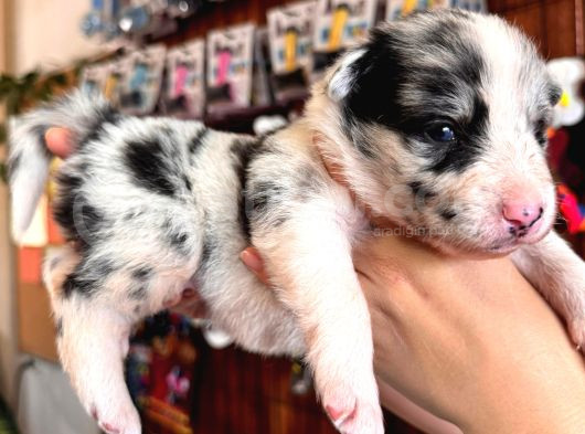Tüm Renkleriyle Secereli Border Collie Yavrularımız görsel