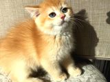A Kalite Bri̇ti̇sh Shorthai̇r Golden  Yavrular