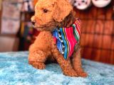 En Akıllı Apartman Köpeği Secereli Toy Poodle