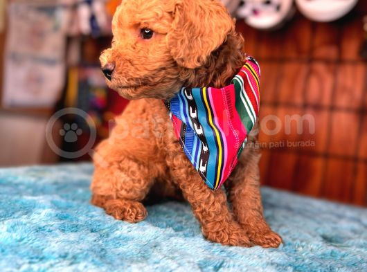 En Akıllı Apartman Köpeği Secereli Toy Poodle görsel