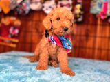 En Akıllı Apartman Köpeği Secereli Toy Poodle
