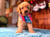 En akıllı apartman köpeği secereli toy poodle