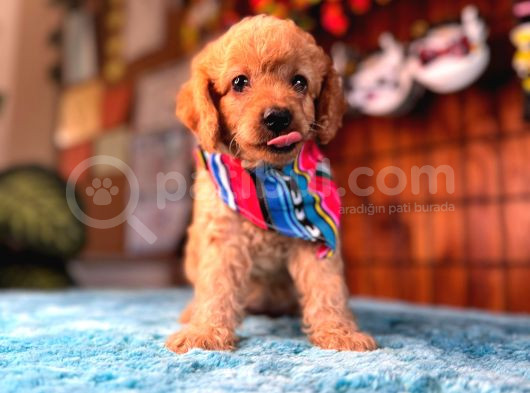 En Akıllı Apartman Köpeği Secereli Toy Poodle