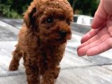 Red Brown Toy Poodle