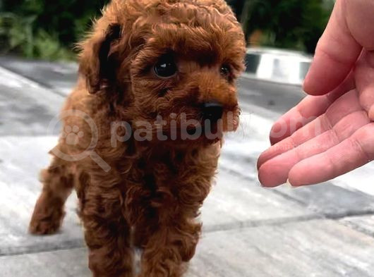 Red Brown Toy Poodle görsel