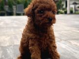 Red Brown Toy Poodle