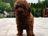 Red Brown Toy Poodle