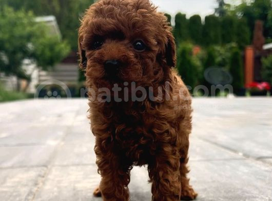 Red Brown Toy Poodle görsel