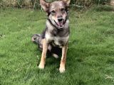 6 Aylık Erkek Wolfdog