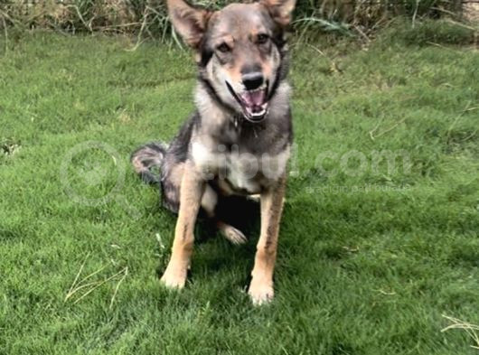 6 Aylık Erkek Wolfdog