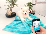 Türkiye 1 Adayı Ödüllü Babadan Ayı Yavrusu Samoyed