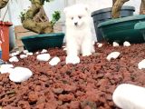 Türkiye 1 Adayı Ödüllü Babadan Ayı Yavrusu Samoyed