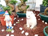 Türkiye 1 Adayı Ödüllü Babadan Ayı Yavrusu Samoyed