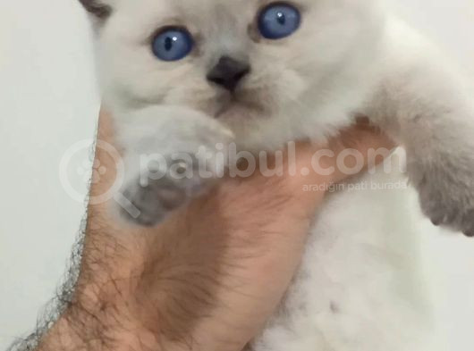 Muhteşem Yavru Kedilerimiz görsel