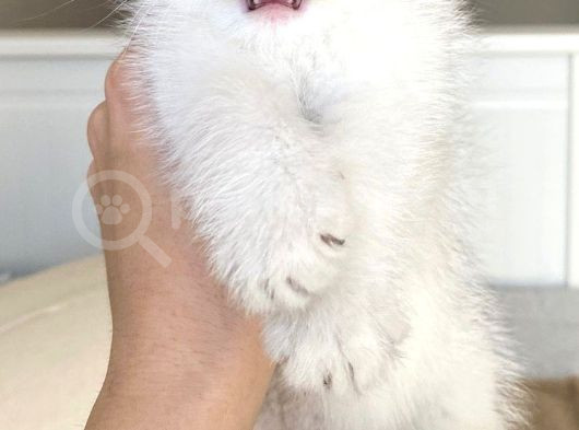 Silver Shorthair Erkek Kaldı görsel