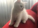 Silver Shorthair Erkek Kaldı