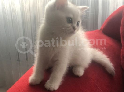 Silver Shorthair Erkek Kaldı görsel