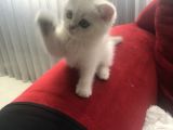 Silver Shorthair Erkek Kaldı