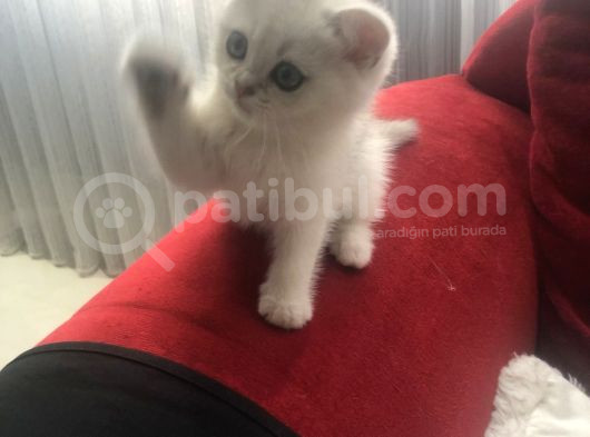 Silver Shorthair Erkek Kaldı görsel