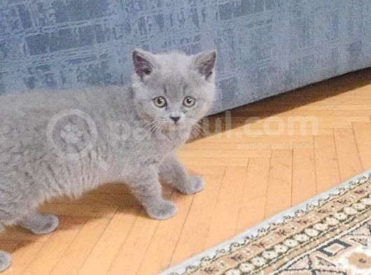 Aile Ortamında Büyümüş Yavrularımız