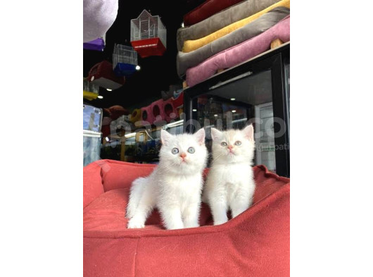Masmavi Gözlü Sevgi Yumakları