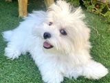 0 Numr maltese terrier kızımız