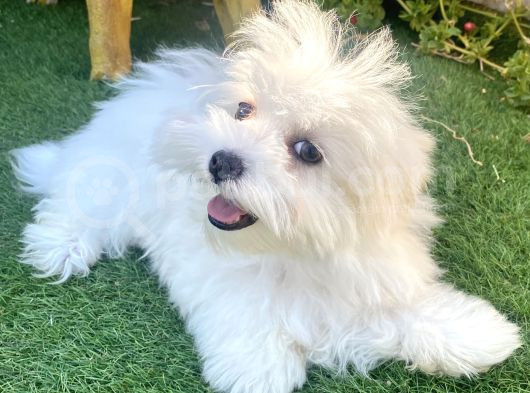 0 Numr Maltese Terrier Kızımız