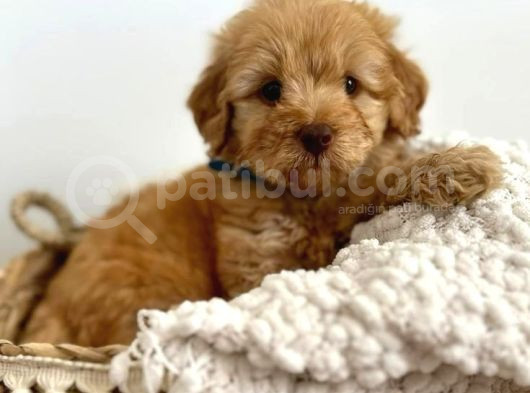 Mini Boy Puppy Kıpkırmızı Ev Üretimi Yavrularımız Tooy Poodl görsel