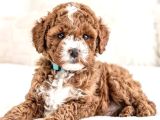 Mini boy puppy kahve tonlu MALTİPO CİNSİ