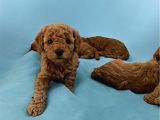 ANKARA TOYPOODLE
