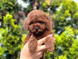 Orjinal toy poodle yavrular